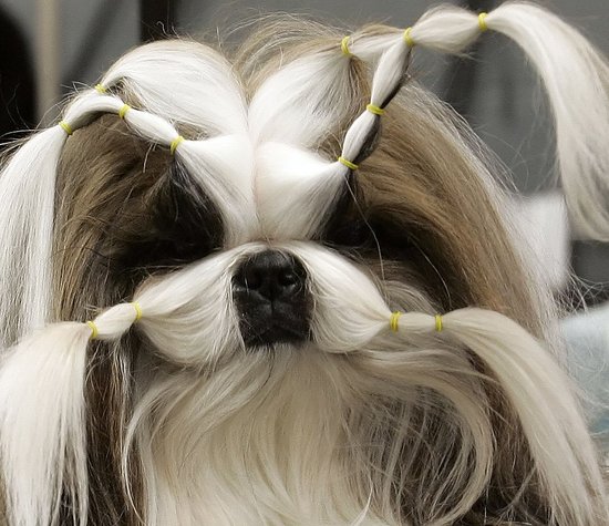 dog hairstyles. Pictures of Dog Hairstyles Previous Next