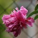 leilani s's picture