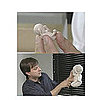 Fetus Mold: Cute or Creepy?