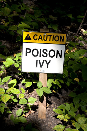 poison oak vs poison ivy. poison ivy, oak, or sumac