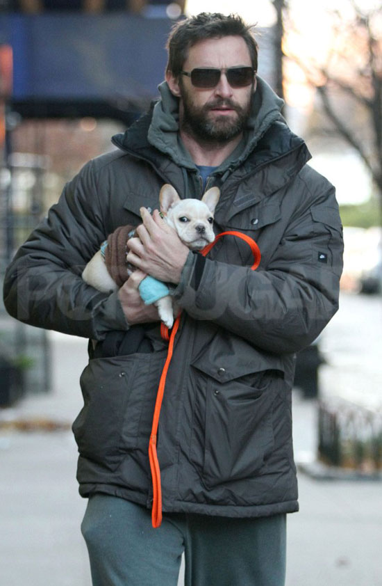 hugh jackman with pet french bulldog in new york city december 2010