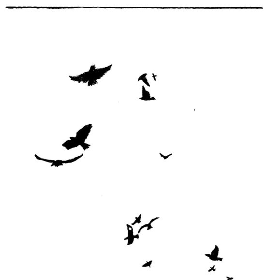 Solid+lack+ird+tattoo black bird tattoo. Solid+lack+ird+tattoo
