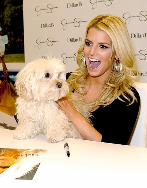 jessica simpsons dog breed. jessica simpson.