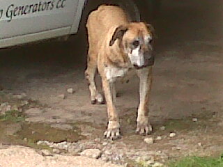 before the doggy parlour