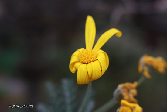 Rabbit Flower