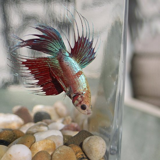 betta fish