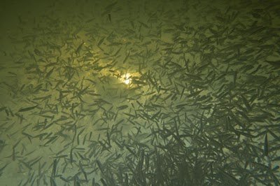 Fish Migration Or A Fancy Art Exhibition Seen On www.coolpicturegallery.us Fish Migration Or A Fancy Art Exhibition Seen On www.coolpicturegallery.us