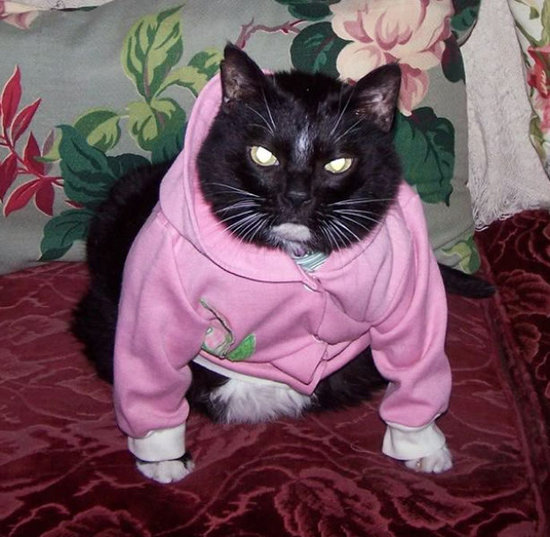 naughty cat outfit