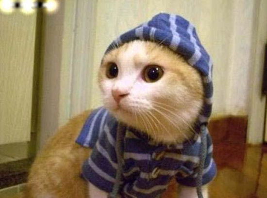 naughty cat outfit