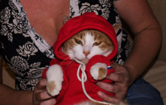naughty cat outfit