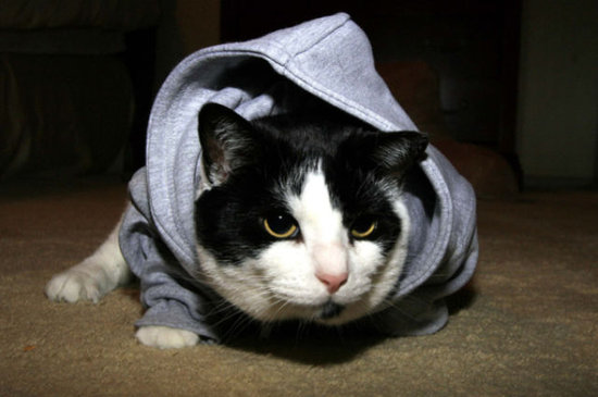 naughty cat outfit