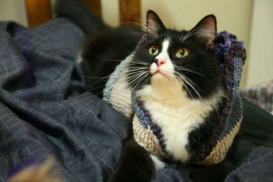 naughty cat outfit
