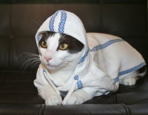 naughty cat outfit