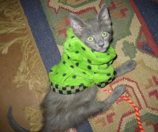 naughty cat outfit