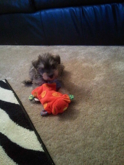 He took a break from trying to rip apart his toy.