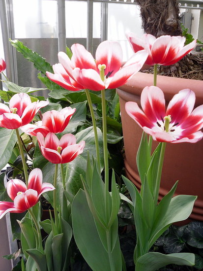 tulips