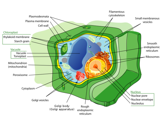 eukaryotic cell structure. plant cell structure.