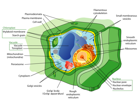 Animal Cell And Plant Cell Differences. animal cell and plant cell