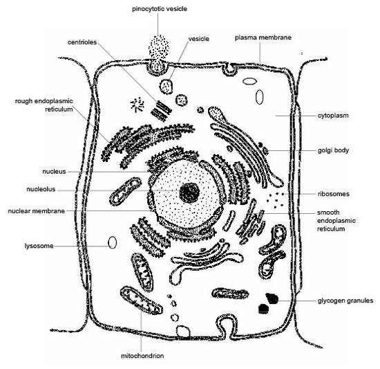 animal cell diagram for kids labeled. ol Animal