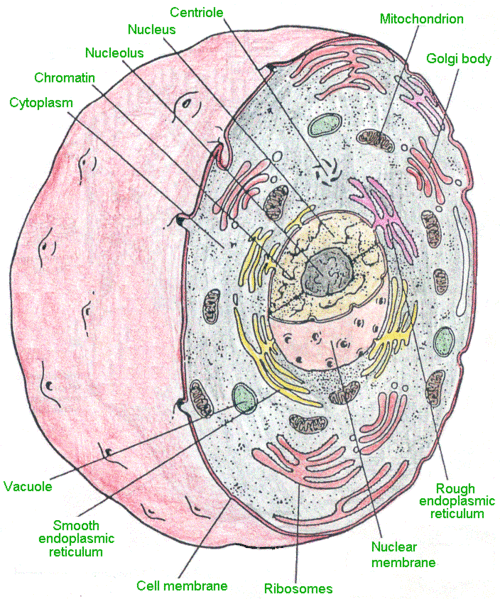 animal cell diagram grade 8. plant and animal cell