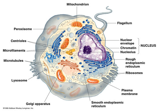 animal cells diagram. Animal Cells Diagram.