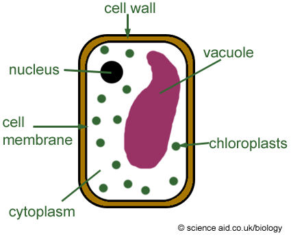 plant cell and animal cell. Plant Cells vs. Animal Cells