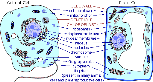 simple animal cell structure. pictures animal cell structure