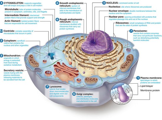 animal cell and its functions. its functions. animal cell