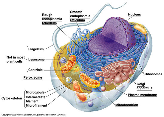 picture of animal cell labeled. Labeled Plant Cell