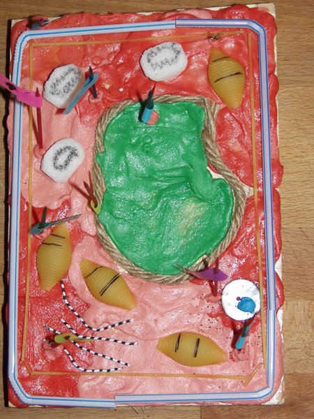 3d animal cell cake. pictures 3d animal cell model