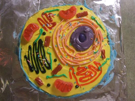 how to make animal cell out of cake. picture of animal cell labeled