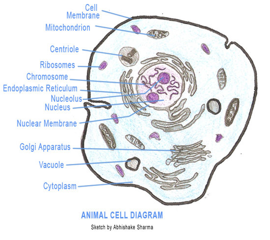 animal cell without labels. animal cell diagram without