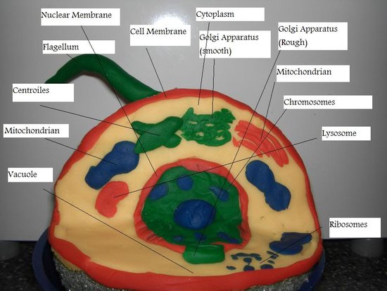 how to make 3d animal cell. 3d animal cell model labeled.