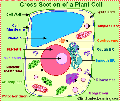 simple animal cell with labels. simple animal cell with labels
