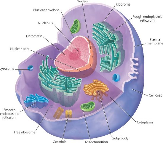 Cross Section Of An Animal Cell Labeled. tattoo simple animal cell