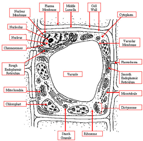 simple animal cell with labels. Plant Cell Labeled Plant Cell