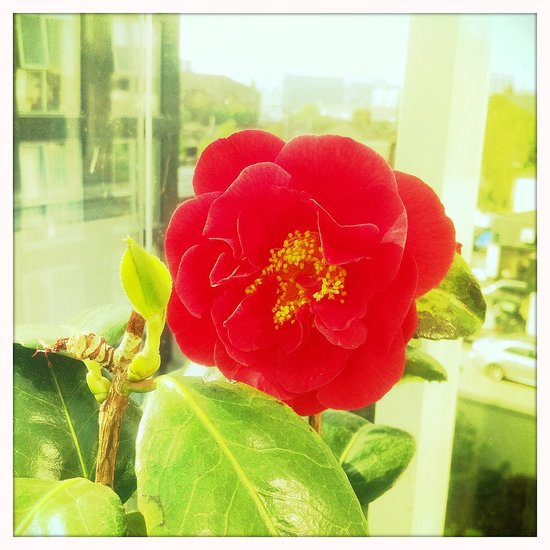 Camelia Camelia