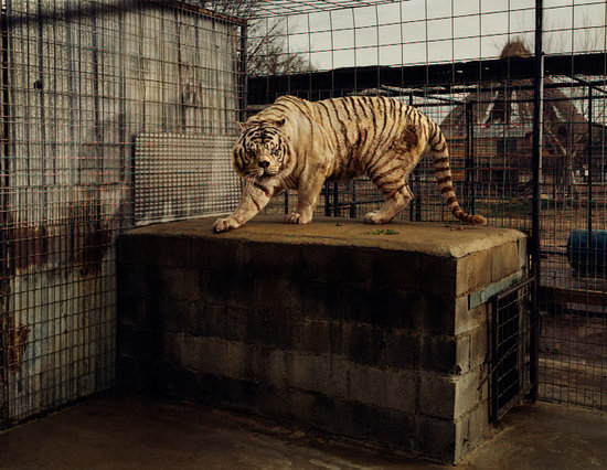 deformed white tiger pictures. deformed white tigers.