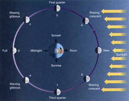 moon phases in order. 8 moon phases in order.