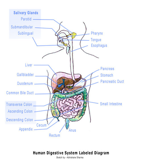 digestive system diagram for kids. digestive system diagram for