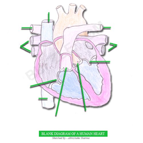 heart diagram with labels. human heart diagram with