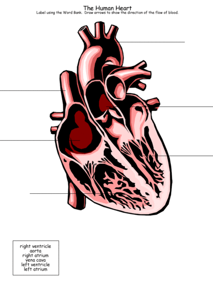 label heart diagram worksheet. heart diagram to label