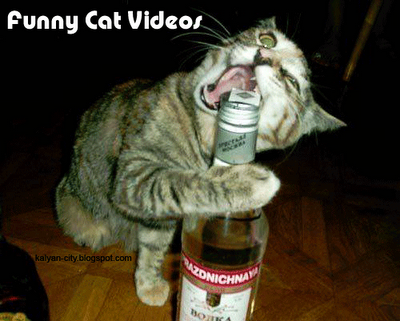 funny cats video. Photobucket | funny cat Videos