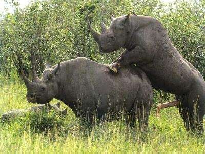 Rhino Hump