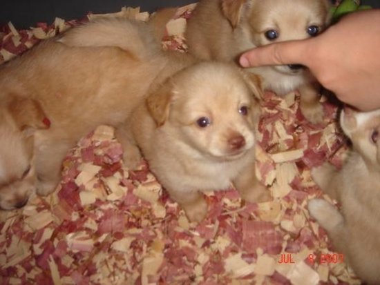 Pomeranian+and+shih+tzu+mixed+puppies