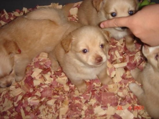 papillon pomeranian mix for sale papillon pomeranian mix puppies for sale papillon pomeranian mix for sale papillon pomeranian mix puppies for sale