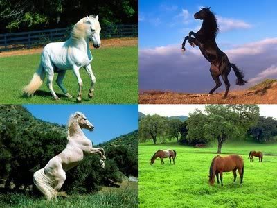 wallpapers horses. wallpaper horses.