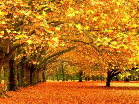 Fall Wallpaper on Fall Wallpaper Pictures