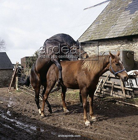 horses mating pics. Cartoon Horses Mating.