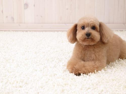 cute puppies wallpapers. cute puppy wallpaper. cute puppies wallpapers.